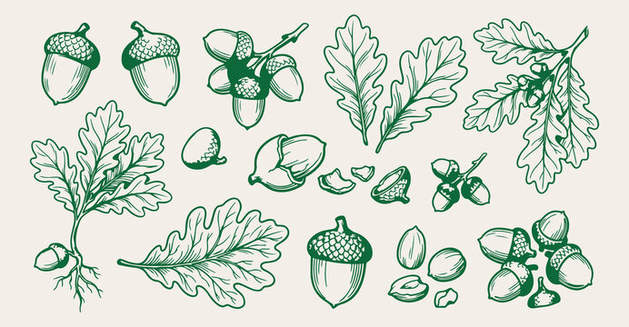 Oak leaves and acorns pattern, autumn forest green sketch, hand drawn botanical texture, foliage line art backdrop, rustic tree branch drawing, natural organic wallpaper design, vintage green leaf bac