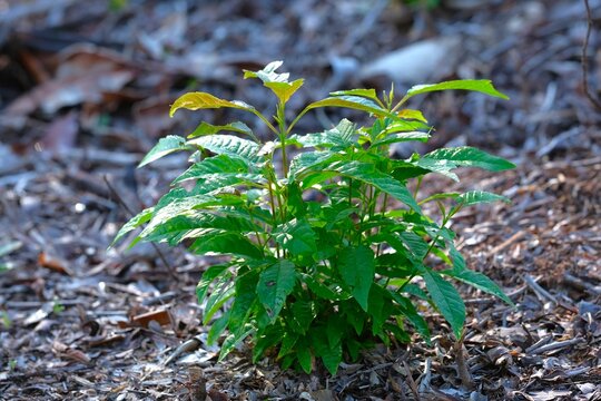 Pohon Ipuh muda or Antaris toxicaria, young plant grow around yard.