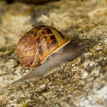 Garden snail (Cornu aspersum), greyish body, head with eyes as tentacles in front of golden brown and black globular shell, wrinkled sculpture, brown bands and pale vermiculations, moving on a stone
