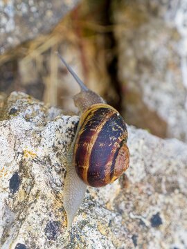 Garden snail (Cornu aspersum), greyish body upright tentacles,  its globular shell with deep brown bands amoves on top of a stone