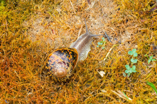 Cornu aspersum or helix aspersa - Garden snail with a yellowish and pale brown patterned shell, blackish spiral bands, whitish peristome and labrum, moves on a bed of damp moss