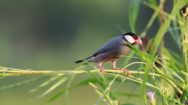 Java Sparrow Feeding While Perched on Plant Stem
