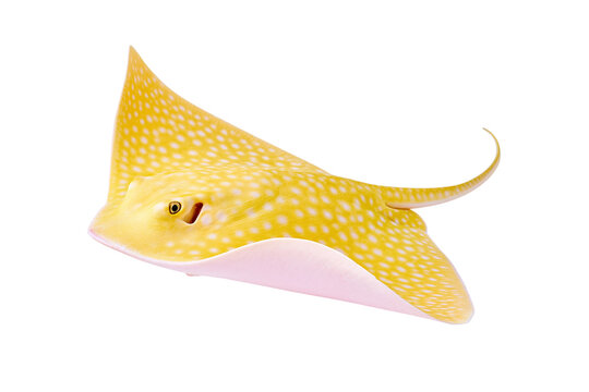 Yellow spotted stingray fish swimming underwater