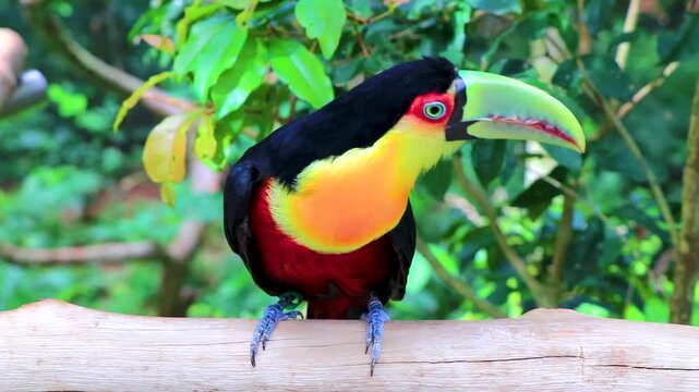Red breasted toucan colorful bird in tropical nature of Brazil.