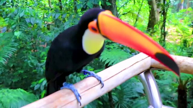 Toco toucan colorful bird in tropical nature jungle of Brazil.