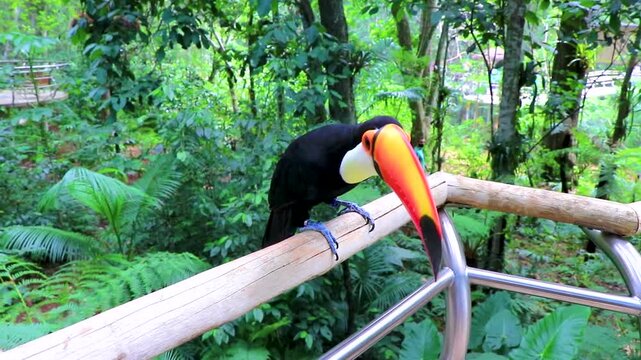 Toco toucan colorful bird in tropical nature jungle of Brazil.