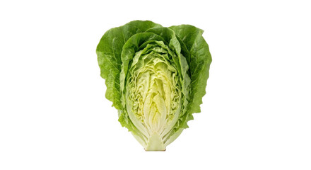 Fototapeta premium Fresh green romaine lettuce head on white background