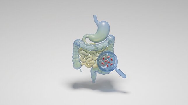 3D digestive system illustration with magnifier highlighting gut microbes for medical diagnosis concept