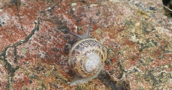 Close-up of a garden snail (Cornu aspersum), greyish body, head with erect tentacles under a shell with golden-brown patterns, yellow-orange bands advancing on a rock
