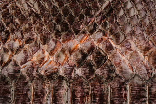 Python snakeskin leather texture with reptile scale pattern and glossy exotic background