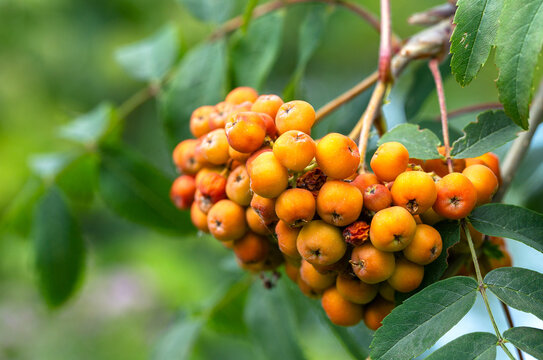 Close-up of clustered orange rowan berries hanging on a branch with green leaves in a garden setting and softly blurred natural background