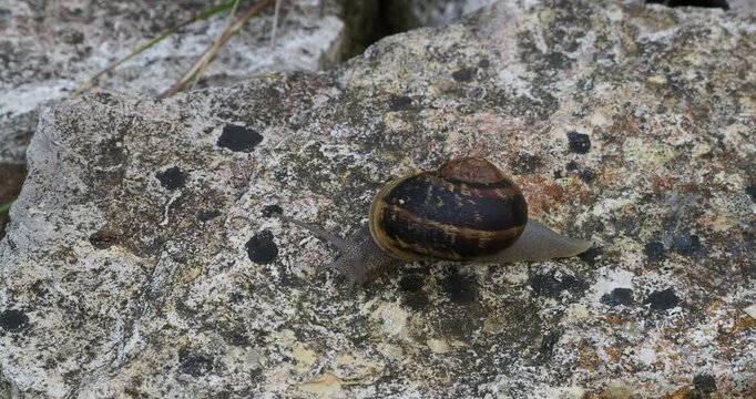 (Cornu aspersum or helix aspersa) A garden snail slowly moving across a rock, its greyish head bearing erect tentacles, light-sensing and sensory organs, tactile and olfactory
