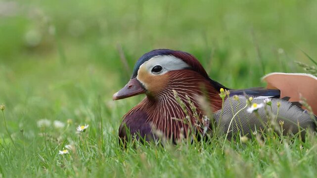 Colorful mandarin duck resting in green grass in Bad Ragaz, Switzerland. Close-up wildlife footage highlighting the bird&rsquo;s vibrant plumage and peaceful natural habitat.