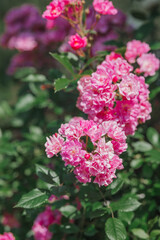 Fototapeta premium Blooming pink flowers in a garden setting during sunny daylight hours