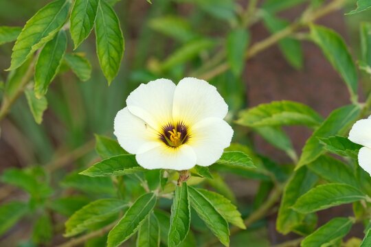 A beautiful white buttercup flower (Turnera subulata), also known as bunga pukul delapan, blooming freshly with a yellow and dark purple center.