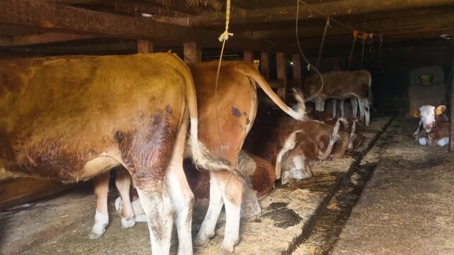 Swiss alpine barn interior with Simmental cows resting after grazing on mountain pastures, set in a traditional rural farming environment in Switzerland, reflecting authentic alpine countryside life