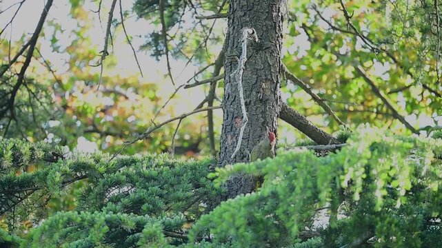 A Scaly-bellied Woodpecker (Picus squamatus) perches on a conifer tree trunk surrounded by lush green forest foliage in its natural mountain habitat.