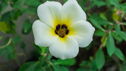 Macro shot of a honey bee collecting pollen and nectar inside a blooming white and yellow flower. © gunungkawi