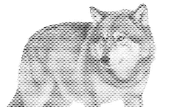wolf animal pack halftone predator nature mammal wild canine dog vintage dotted stipple black white background monochrome canine