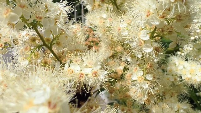 Bumblebee pollinating cluster of white ash leaf spirea flowers in garden
