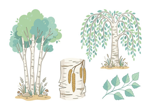 Set of hand-drawn birch tree illustrations with bark details and leaves