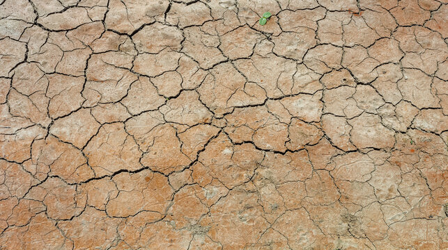 Terre craquel&eacute;e 