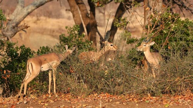 A female impala antelope (Aepyceros melampus) feeding on a bush, Kruger National Park, South Africa