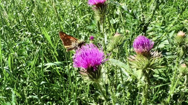 Skipper butterfly feeding on vibrant purple thistle flower in green meadow