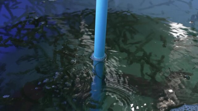 School of fish swimming around aeration pipe in aquaculture pond