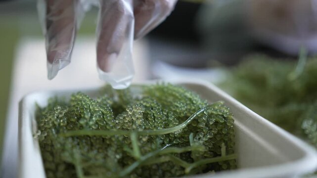 Gloved hands sorting green sea grapes for food packaging