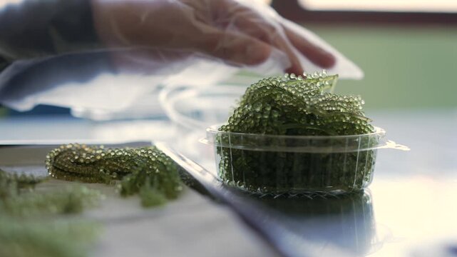 Gloved worker packing green sea grapes into clear food container