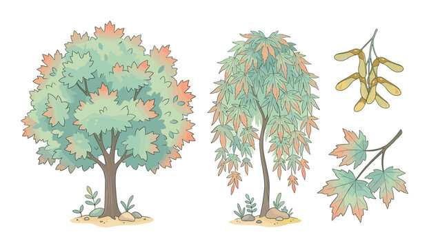 Artistic illustration of maple trees, seeds and autumn foliage set