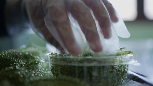Gloved hands arranging green sea grapes in clear food container