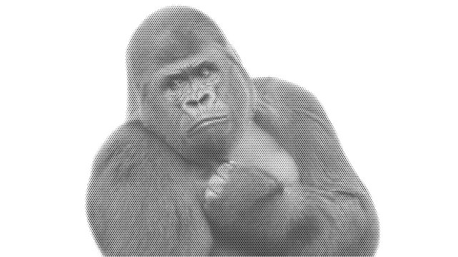 halftone animal monkey ape gorilla jungle primate mammal nature wild vector illustration graphic design dotted black white jungle