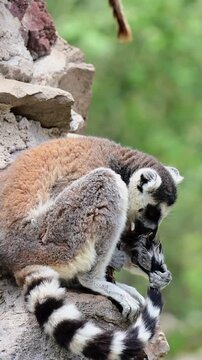 Lemur licking its tail while sitting on a rock..