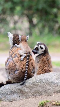 Rear view of a lemur family carrying a baby lemur.