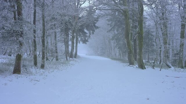 Verschneiter Waldweg f&uuml;hrt ruhig und abgeschieden durch den Winterwald, Rotbuche (Fagus sylvatica), Winter, Hohneck, La Bresse, Vogesen, Frankreich
