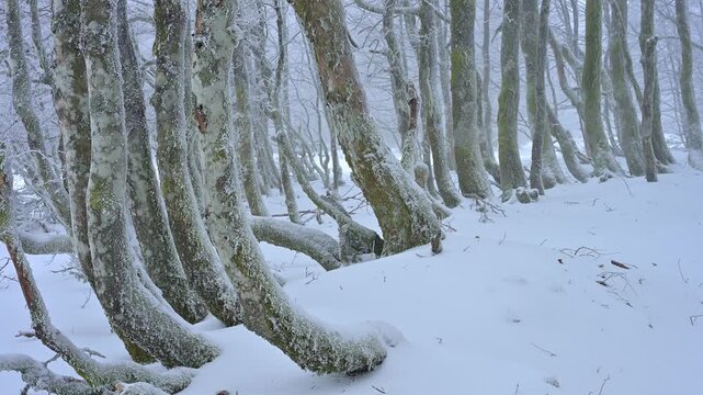 Ein verschneiter und nebeliger Wald, der eine mystische und k&uuml;hle Stimmung vermittelt, Rotbuche, Winter, Hohneck, La Bresse, Vogesen, Frankreich