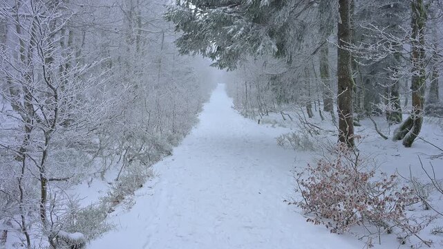Verschneiter Waldweg f&uuml;hrt ruhig und abgeschieden durch den Winterwald, Rotbuche (Fagus sylvatica), Winter, Hohneck, La Bresse, Vogesen, Frankreich