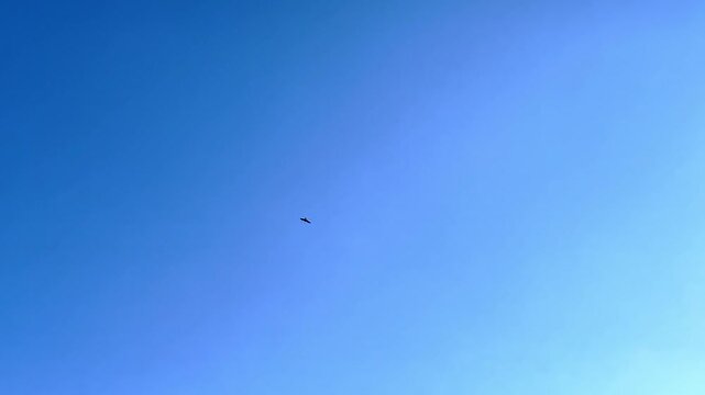 Distant bird of prey soaring high in clear blue sky on sunny day