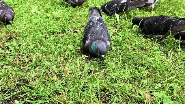 Two pigeons foraging for food on fresh green grass in city park