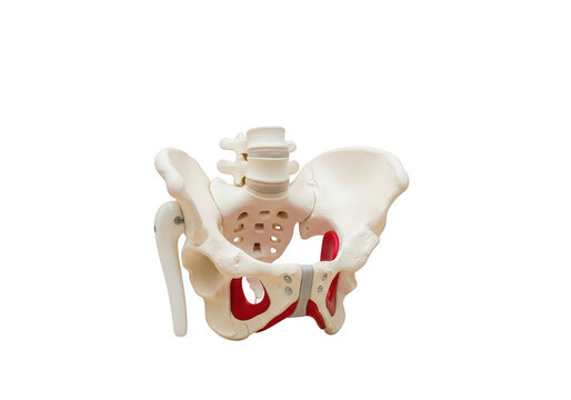 Human pelvis bone anatomy model.