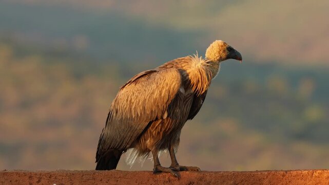 An alert white-backed vulture (Gyps africanus) in early morning light, South Africa