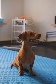 Dachshund dog during rehabilitation after IVDD spinal injury on therapy mat