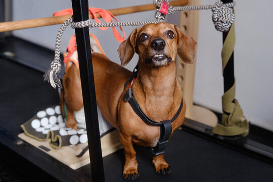 Happy dachshund dog using support harness during canine physiotherapy