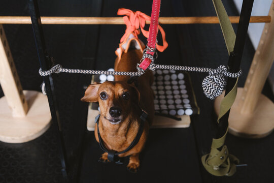 Dachshund in rehabilitation harness standing on treadmill during IVDD recovery