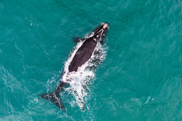 Naklejka premium Aerial view of a southern right whale mother and calf swimming in clear turquoise waters. Annual migration brings these endangered marine mammals to the coast for breeding and nursing.