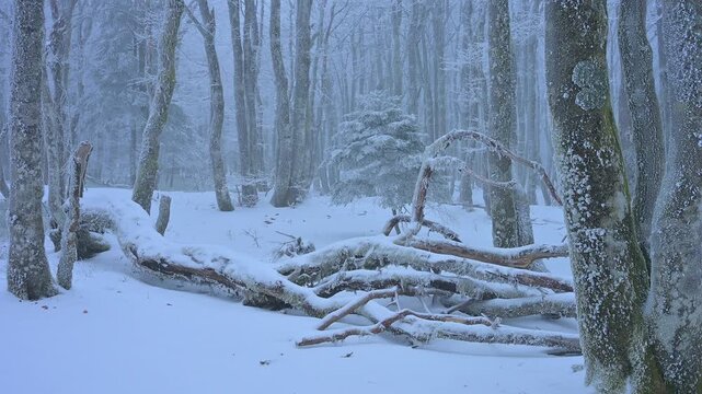 Ein verschneiter und nebeliger Wald, der eine mystische und k&uuml;hle Stimmung vermittelt, Rotbuche, Winter, Hohneck, La Bresse, Vogesen, Frankreich
