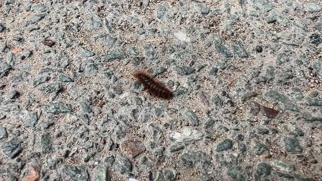 Tiger moth caterpillar crawling across gray asphalt road surface texture
