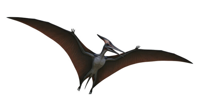 Large flying pterosaur in air.